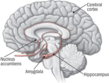 brain-chart