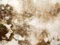 Menacing Mold