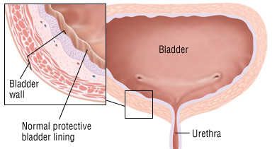 bladder bladder
