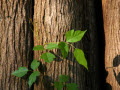 poison ivy