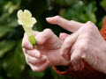 older woman's hands holding a flower