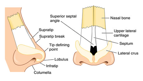 Nasal Airway Surgery