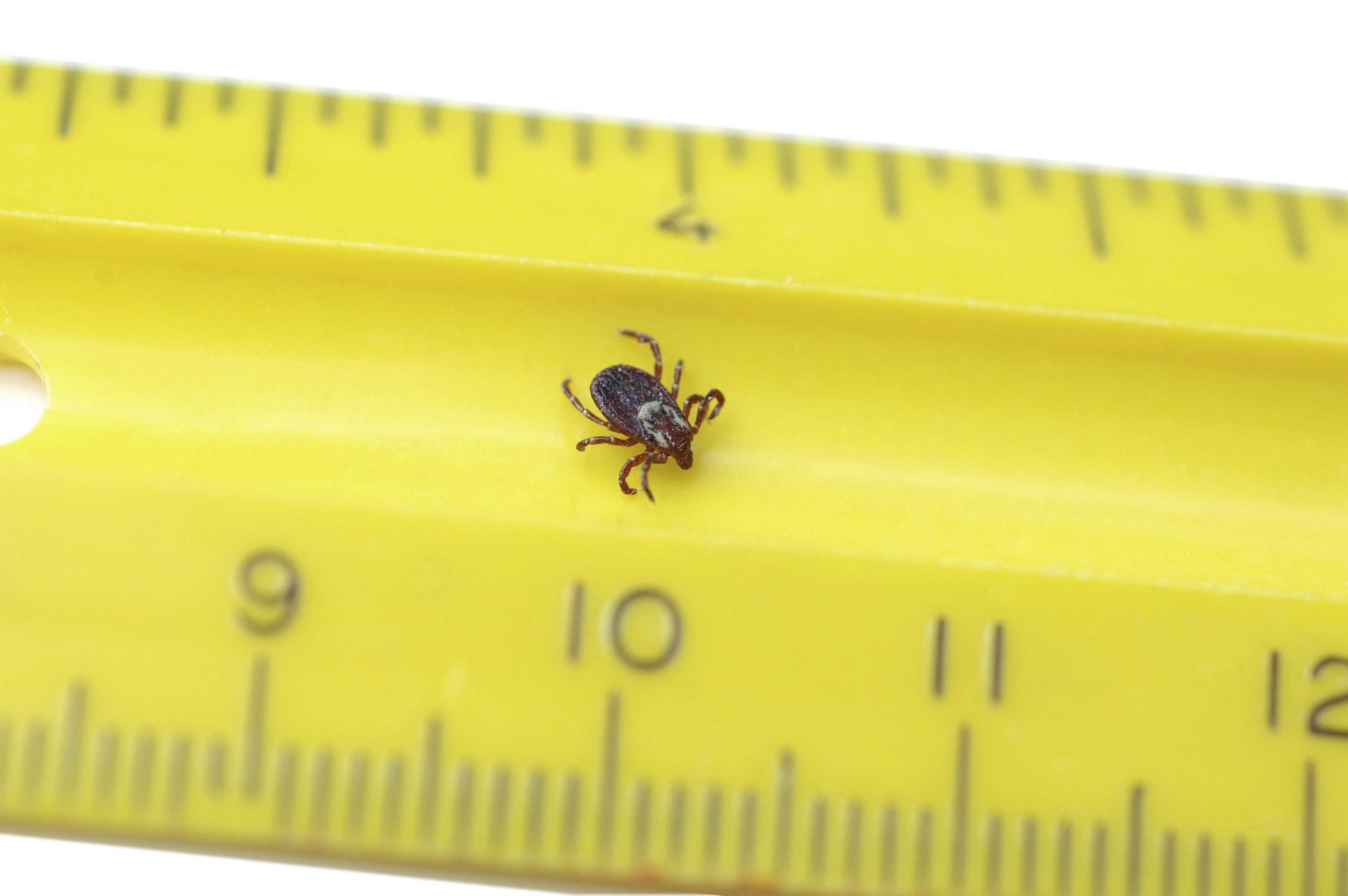 What To Do If You Ve Been Bitten By A Tick
